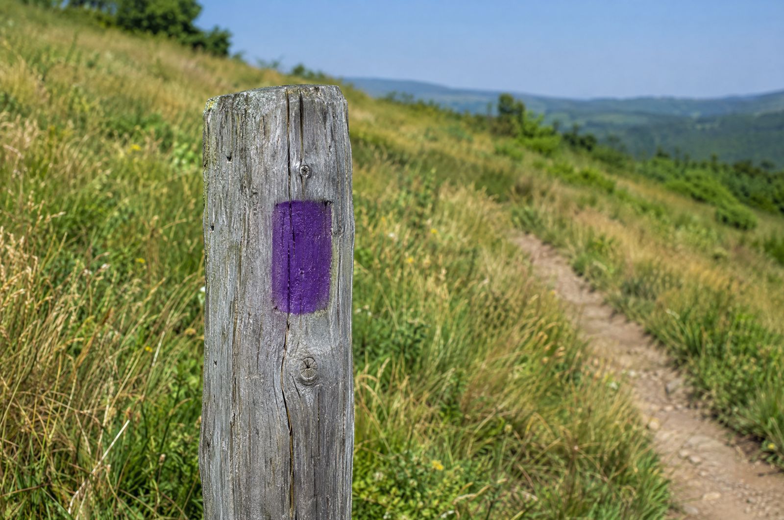 A weathered wooden trail post with a small purple painted blaze beside a dirt path on a green hillside